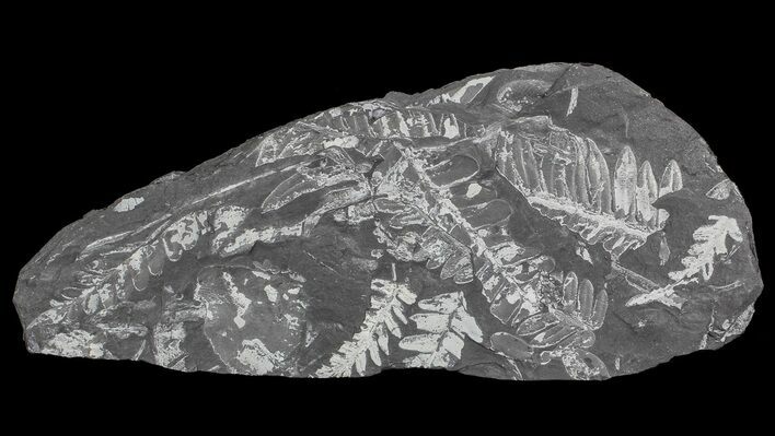 Wide Fossil Seed Fern Plate - Pennsylvania #66869